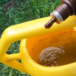 Samo NEKOLIKO kapi ubija plamenjaču paradajza: Više cvjeta, plodovi brže sazrijevaju