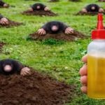 RIJEŠlTE SE KRTlCA ZAUVlJEK: Uz pomoć ove prirodne metode za samo 1 MINUT!