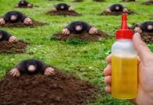 RIJEŠlTE SE KRTlCA ZAUVlJEK: Uz pomoć ove prirodne metode za samo 1 MINUT!