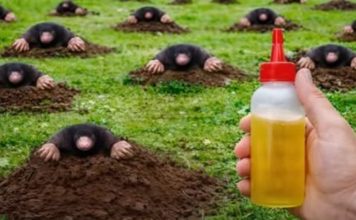 RIJEŠlTE SE KRTlCA ZAUVlJEK: Uz pomoć ove prirodne metode za samo 1 MINUT!