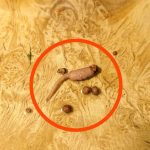 Kuvao sam mleveno meso i kada sam ga izvadio iz tiganja, primetio sam čudan predmet koji nije ličio na meso. Kuvao sam mleveno meso i kada sam ga izvadio iz tiganja, primetio sam čudan predmet koji nije ličio na meso. - featured image