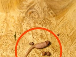 Kuvao sam mleveno meso i kada sam ga izvadio iz tiganja, primetio sam čudan predmet koji nije ličio na meso. Kuvao sam mleveno meso i kada sam ga izvadio iz tiganja, primetio sam čudan predmet koji nije ličio na meso. - featured image