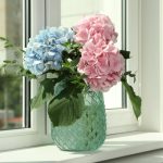 Hortenzije će eksplodirati od cvjetova: Uradite ovo u aprilu i nećete ih prepoznati!