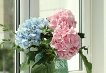 Hortenzije će eksplodirati od cvjetova: Uradite ovo u aprilu i nećete ih prepoznati!