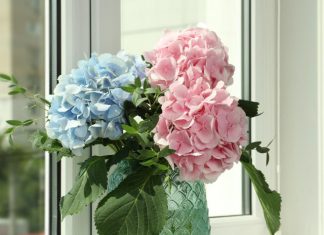 Hortenzije će eksplodirati od cvjetova: Uradite ovo u aprilu i nećete ih prepoznati!