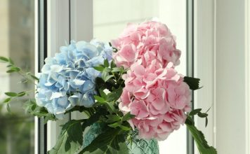 Hortenzije će eksplodirati od cvjetova: Uradite ovo u aprilu i nećete ih prepoznati!