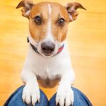 Nije slučajno: Šta vam pas želi poručiti kada vam stavi glavu u krilo?