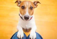 Nije slučajno: Šta vam pas želi poručiti kada vam stavi glavu u krilo?