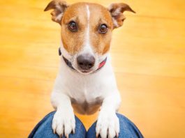 Nije slučajno: Šta vam pas želi poručiti kada vam stavi glavu u krilo?