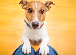 Nije slučajno: Šta vam pas želi poručiti kada vam stavi glavu u krilo?