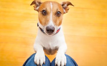 Nije slučajno: Šta vam pas želi poručiti kada vam stavi glavu u krilo?