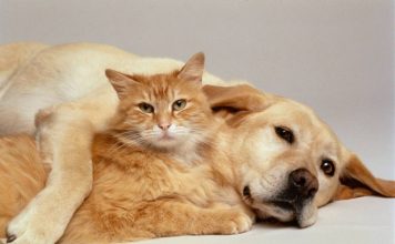 Mačke osjete kad vam dolazi bolest, a psi kad vam dolazi loša osoba: Evo kako životinje skeniraju energiju