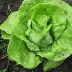 Zelena salata može izazvati i tegobe: Osobe s ovim zdravstvenim problemima bi trebale ograničiti njen unos