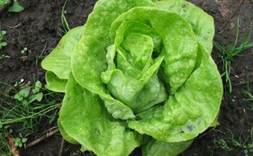 Zelena salata može izazvati i tegobe: Osobe s ovim zdravstvenim problemima bi trebale ograničiti njen unos