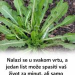 Nalazi se u svakom vrtu, a jedan list može spasiti vaš život za minut, ali samo neki znaju kako ga koristiti! Nalazi se u svakom vrtu, a jedan list može spasiti vaš život za minut, ali samo neki znaju kako ga koristiti! - featured image