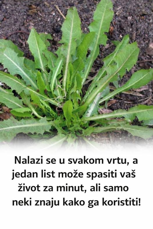 Nalazi se u svakom vrtu, a jedan list može spasiti vaš život za minut, ali samo neki znaju kako ga koristiti! - featured image