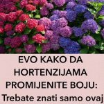 EVO KAKO DA HORTENZIJAMA PROMIJENITE BOJU: Trebate znati SAMO OVAJ genijalan trik EVO KAKO DA HORTENZIJAMA PROMIJENITE BOJU: Trebate znati SAMO OVAJ genijalan trik - featured image