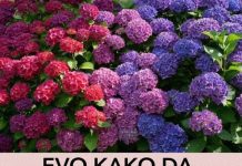 EVO KAKO DA HORTENZIJAMA PROMIJENITE BOJU: Trebate znati SAMO OVAJ genijalan trik EVO KAKO DA HORTENZIJAMA PROMIJENITE BOJU: Trebate znati SAMO OVAJ genijalan trik - featured image