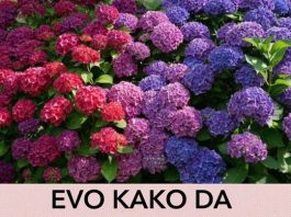 EVO KAKO DA HORTENZIJAMA PROMIJENITE BOJU: Trebate znati SAMO OVAJ genijalan trik EVO KAKO DA HORTENZIJAMA PROMIJENITE BOJU: Trebate znati SAMO OVAJ genijalan trik - featured image