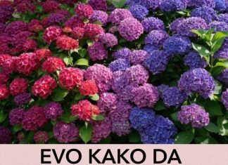 EVO KAKO DA HORTENZIJAMA PROMIJENITE BOJU: Trebate znati SAMO OVAJ genijalan trik EVO KAKO DA HORTENZIJAMA PROMIJENITE BOJU: Trebate znati SAMO OVAJ genijalan trik - featured image