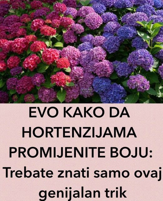 EVO KAKO DA HORTENZIJAMA PROMIJENITE BOJU: Trebate znati SAMO OVAJ genijalan trik - featured image