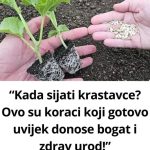 “Kada sijati krastavce? Ovo su koraci koji gotovo uvijek donose bogat i zdrav urod!” “Kada sijati krastavce? Ovo su koraci koji gotovo uvijek donose bogat i zdrav urod!” - featured image