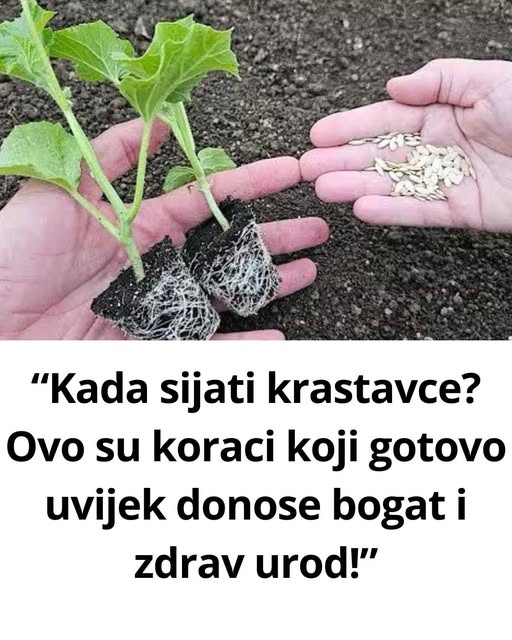 “Kada sijati krastavce? Ovo su koraci koji gotovo uvijek donose bogat i zdrav urod!” - featured image