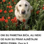 ONI SU PAMETNA BIĆA, ALI NEKI OD NJIH SU PRAVI AJNŠTAJNI MEĐU PSIMA: Ovo je 5 najinteligentnijih rasa pasa! ONI SU PAMETNA BIĆA, ALI NEKI OD NJIH SU PRAVI AJNŠTAJNI MEĐU PSIMA: Ovo je 5 najinteligentnijih rasa pasa! - featured image