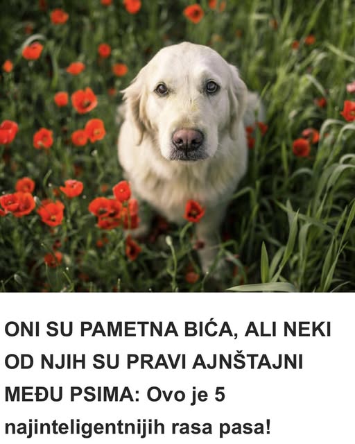 ONI SU PAMETNA BIĆA, ALI NEKI OD NJIH SU PRAVI AJNŠTAJNI MEĐU PSIMA: Ovo je 5 najinteligentnijih rasa pasa! - featured image