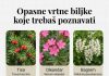 OPASNE VRTNE BILJKE KOJE TREBAŠ POZNAVATI OPASNE VRTNE BILJKE KOJE TREBAŠ POZNAVATI - featured image