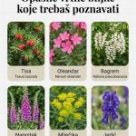 OPASNE VRTNE BILJKE KOJE TREBAŠ POZNAVATI OPASNE VRTNE BILJKE KOJE TREBAŠ POZNAVATI - featured image