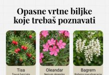 OPASNE VRTNE BILJKE KOJE TREBAŠ POZNAVATI OPASNE VRTNE BILJKE KOJE TREBAŠ POZNAVATI - featured image