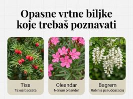 OPASNE VRTNE BILJKE KOJE TREBAŠ POZNAVATI OPASNE VRTNE BILJKE KOJE TREBAŠ POZNAVATI - featured image