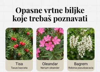 OPASNE VRTNE BILJKE KOJE TREBAŠ POZNAVATI OPASNE VRTNE BILJKE KOJE TREBAŠ POZNAVATI - featured image