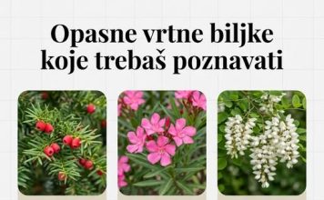 OPASNE VRTNE BILJKE KOJE TREBAŠ POZNAVATI OPASNE VRTNE BILJKE KOJE TREBAŠ POZNAVATI - featured image