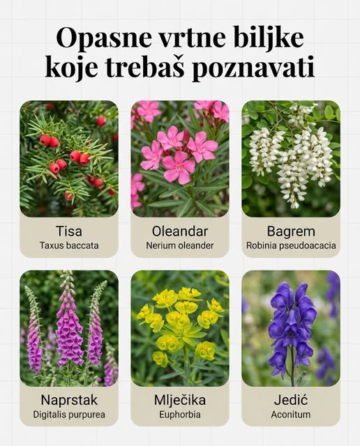OPASNE VRTNE BILJKE KOJE TREBAŠ POZNAVATI - featured image OPASNE VRTNE BILJKE KOJE TREBAŠ POZNAVATI - featured image