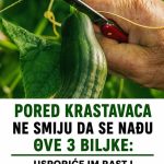 PORED KRASTAVACA NE SMIJU DA SE NAĐU OVE 3 BILJKE: Usporiće im rast i od njih neće ostati ništa! PORED KRASTAVACA NE SMIJU DA SE NAĐU OVE 3 BILJKE: Usporiće im rast i od njih neće ostati ništa! - featured image