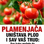 PLAMENJAČA UNIŠTAVA PLOD I SAV VAŠ TRUD: Evo kako možete da zaštite povrće JEDNOSTAVAN TRIK PLAMENJAČA UNIŠTAVA PLOD I SAV VAŠ TRUD: Evo kako možete da zaštite povrće JEDNOSTAVAN TRIK - featured image