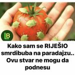 KAKO SAM SE RIJEŠIO SMRDIBUBA SA PARADAJZA! Ovu stvar jednostavno ne mogu da podnesu – prirodno i efikasno KAKO SAM SE RIJEŠIO SMRDIBUBA SA PARADAJZA! Ovu stvar jednostavno ne mogu da podnesu – prirodno i efikasno - featured image