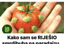 KAKO SAM SE RIJEŠIO SMRDIBUBA SA PARADAJZA! Ovu stvar jednostavno ne mogu da podnesu – prirodno i efikasno KAKO SAM SE RIJEŠIO SMRDIBUBA SA PARADAJZA! Ovu stvar jednostavno ne mogu da podnesu – prirodno i efikasno - featured image