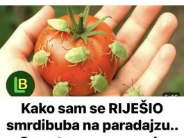 KAKO SAM SE RIJEŠIO SMRDIBUBA SA PARADAJZA! Ovu stvar jednostavno ne mogu da podnesu – prirodno i efikasno KAKO SAM SE RIJEŠIO SMRDIBUBA SA PARADAJZA! Ovu stvar jednostavno ne mogu da podnesu – prirodno i efikasno - featured image