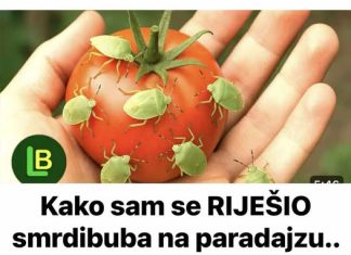 KAKO SAM SE RIJEŠIO SMRDIBUBA SA PARADAJZA! Ovu stvar jednostavno ne mogu da podnesu – prirodno i efikasno KAKO SAM SE RIJEŠIO SMRDIBUBA SA PARADAJZA! Ovu stvar jednostavno ne mogu da podnesu – prirodno i efikasno - featured image