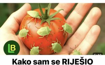KAKO SAM SE RIJEŠIO SMRDIBUBA SA PARADAJZA! Ovu stvar jednostavno ne mogu da podnesu – prirodno i efikasno KAKO SAM SE RIJEŠIO SMRDIBUBA SA PARADAJZA! Ovu stvar jednostavno ne mogu da podnesu – prirodno i efikasno - featured image