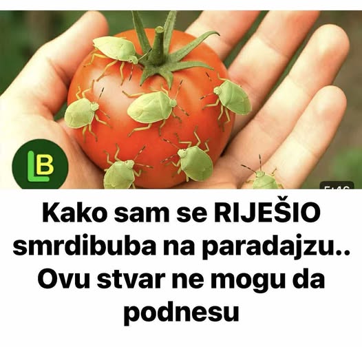 KAKO SAM SE RIJEŠIO SMRDIBUBA SA PARADAJZA! Ovu stvar jednostavno ne mogu da podnesu – prirodno i efikasno - featured image