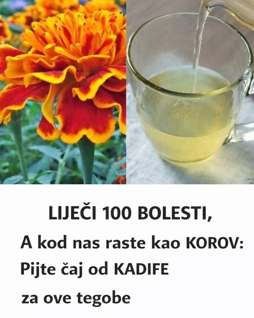 LIJEČI 100 BOLESTI, A KOD NAS RASTE KAO KOROV: Pijte čaj od KADIFE za ove tegobe - featured image