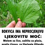 BOKVICA IMA NEPROCJENJIVU LJEKOVITU MOĆ: Melem za lice, zaštita za pluća, protiv čireva, za liječenje žlijezda i hemoroida… BOKVICA IMA NEPROCJENJIVU LJEKOVITU MOĆ: Melem za lice, zaštita za pluća, protiv čireva, za liječenje žlijezda i hemoroida… - featured image
