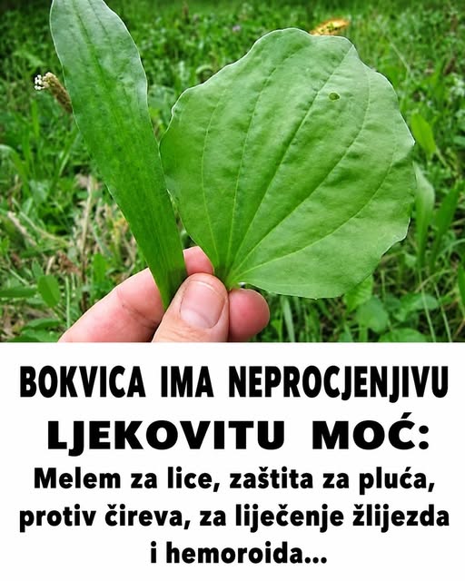 BOKVICA IMA NEPROCJENJIVU LJEKOVITU MOĆ: Melem za lice, zaštita za pluća, protiv čireva, za liječenje žlijezda i hemoroida… - featured image BOKVICA IMA NEPROCJENJIVU LJEKOVITU MOĆ: Melem za lice, zaštita za pluća, protiv čireva, za liječenje žlijezda i hemoroida… - featured image