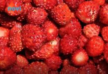 Kako pravilno oprati jagode: Jednostavan trik uklanja prljavštinu i pesticide za nekoliko minuta Kako pravilno oprati jagode: Jednostavan trik uklanja prljavštinu i pesticide za nekoliko minuta - featured image