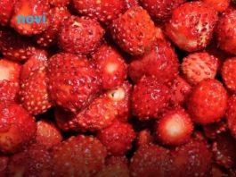Kako pravilno oprati jagode: Jednostavan trik uklanja prljavštinu i pesticide za nekoliko minuta Kako pravilno oprati jagode: Jednostavan trik uklanja prljavštinu i pesticide za nekoliko minuta - featured image