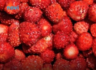 Kako pravilno oprati jagode: Jednostavan trik uklanja prljavštinu i pesticide za nekoliko minuta Kako pravilno oprati jagode: Jednostavan trik uklanja prljavštinu i pesticide za nekoliko minuta - featured image